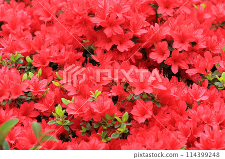 Bright red azalea in full bloom 114399248