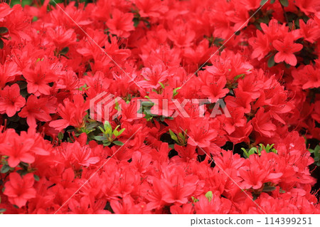 鮮紅的杜鵑花盛開 鮮紅的杜鵑花盛開 114399251