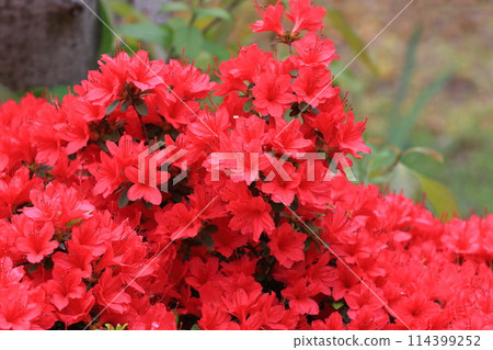 鮮紅的杜鵑花盛開 鮮紅的杜鵑花盛開 114399252