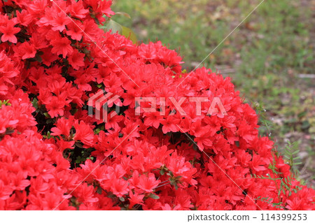 鮮紅的杜鵑花盛開 鮮紅的杜鵑花盛開 114399253