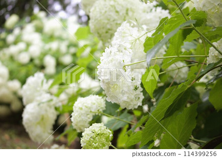 White hydrangea White hydrangea 114399256