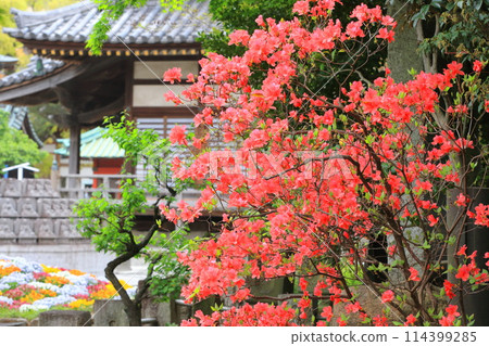 西新井大師院內的杜鵑花（足立區西新井） 114399285