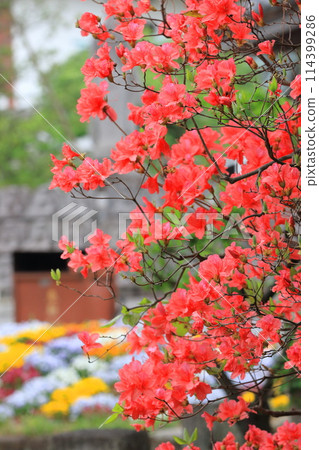 Azaleas in the grounds of Nishiarai Daishi Temple (Nishiarai, Adachi Ward) 114399286
