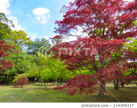 岡山後樂園的鮮豔樹木 岡山後樂園的鮮豔樹木 114399337