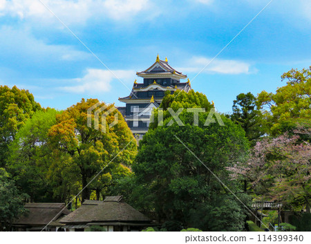 高聳於樹木之上的岡山城天守閣 高聳於樹木之上的岡山城天守閣 114399340