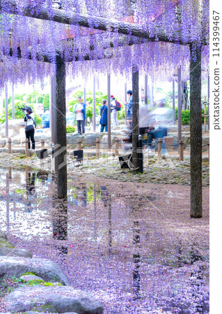 Wisteria trellis and flower rafts at Tennogawa Park, Tsushima City, Aichi Prefecture Wisteria trellis and flower rafts at Tennogawa Park, Tsushima City, Aichi Prefecture 114399467