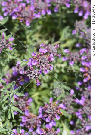 Germander hybrid Germander hybrid 114399473