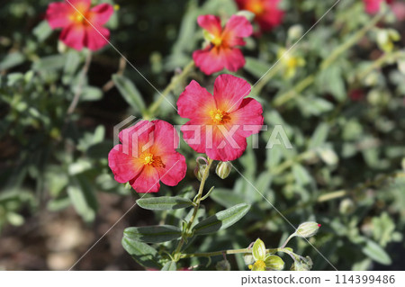 Rock rose Fire Dragon 114399486