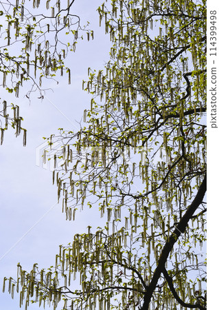 European hop hornbeam 114399498