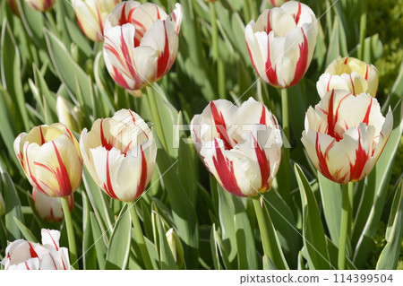 Tulip Carnaval de Rio Tulip Carnaval de Rio 114399504