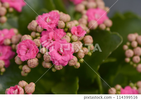 Florist kalanchoe 114399516