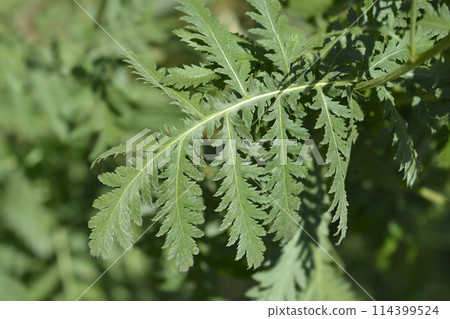 Common tansy 114399524