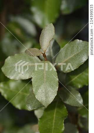 Oleaster Compacta 114399535