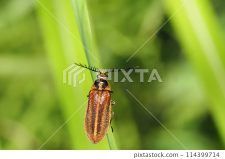 黑白海葵魚（男） 114399714