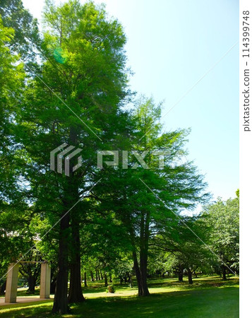 初夏的埼玉縣和光十林公園 初夏的埼玉縣和光十林公園 114399748