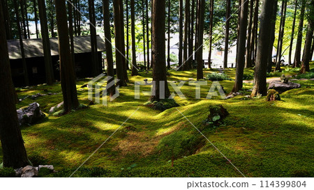 苔蘚花園風光 苔蘚花園風光 114399804