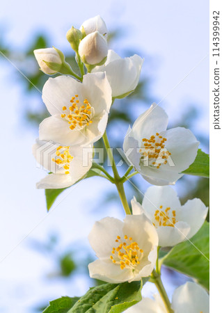 Jasmine flowers blossoming in a garden in sunny day. Jasmine flowers blossoming in a garden in sunny day. 114399942