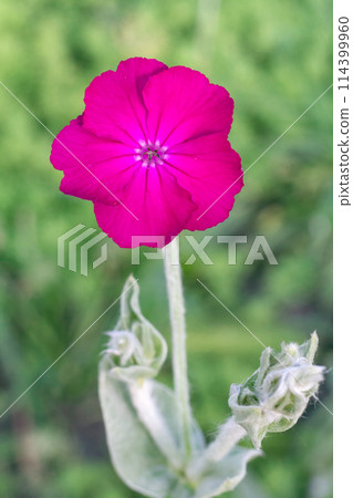 Bud of Silene coronaria with a garden on the background. Bud of Silene coronaria with a garden on the background. 114399960