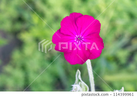 Bud of Silene coronaria with a garden on the background. Bud of Silene coronaria with a garden on the background. 114399961