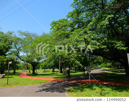 Wako Forest Park in Saitama Prefecture in early summer 114400052