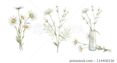 Watercolor set of bouquets with flowers daisy. Hand drawing illustration of chamomile in glass jar. White yellow flowers on isolated background. Floral print illustration. Field bouquet in vase. 114400236