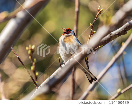 Detailed photo of an european goldfinch between branches 114400489
