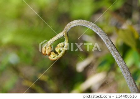 Spring bracken 114400510