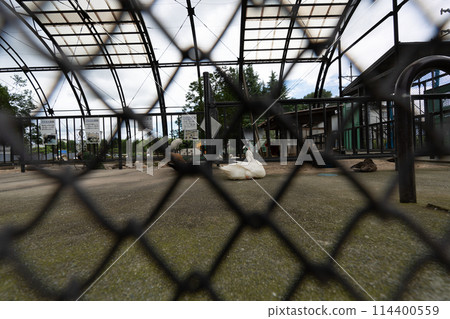 Ducks seen through a wire fence 114400559