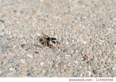 Ants carrying a spider's corpse 114400560