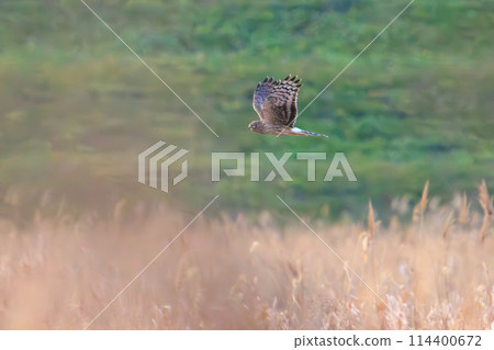 A beautiful Northern Harrier (Accipitridae) flying in the evening to roost at Watarase Retarding Basin, Tochigi City, Tochigi Prefecture, Japan. 114400672