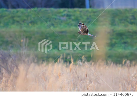 一種美麗的灰鶯（鷹科），在晚上飛行和棲息。位於日本栃木縣栃木市渡良瀨水庫。 114400673