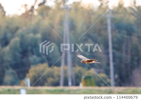A beautiful Northern Harrier (Accipitridae) flying in the evening to roost at Watarase Retarding Basin, Tochigi City, Tochigi Prefecture, Japan. 114400679