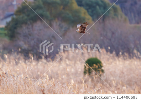 A beautiful Marsh Harrier (Accipitridae) soaring to roost in the evening at Watarase Reservoir, Tochigi City, Tochigi Prefecture, Japan. A beautiful Marsh Harrier (Accipitridae) soaring to roost in the evening at Watarase Reservoir, Tochigi City, Tochigi Prefecture, Japan. 114400695