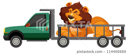Lion Transported in a Pickup Truck Lion Transported in a Pickup Truck 114400889