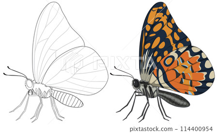 Butterfly Illustration: From Sketch to Color 114400954