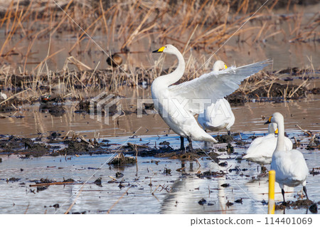 一群美麗而巨大的大天鵝,苔原天鵝(鴨科),拍打著翅膀。日本栃木縣群馬市渡良瀨水庫 一群美麗而巨大的大天鵝,苔原天鵝(鴨科),拍打著翅膀。日本栃木縣群馬市渡良瀨水庫 114401069
