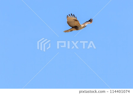 A beautiful buzzard (Accipitridae) soaring over the reeds to hunt. Watarase Reservoir, Gunma City, Tochigi Prefecture, Japan. Ramsar A beautiful buzzard (Accipitridae) soaring over the reeds to hunt. Watarase Reservoir, Gunma City, Tochigi Prefecture, Japan. Ramsar 114401074