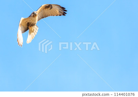 一隻美麗的禿鷹（鷹科）飛過蘆葦床去捕獵。位於日本栃木縣群馬市渡良瀨水庫。拉姆薩爾 114401076