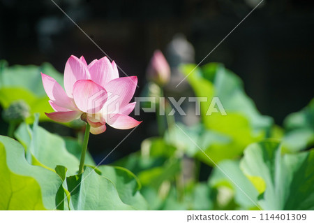 Lotus of Muro Muroto Temple Lotus of Muro Muroto Temple 114401309
