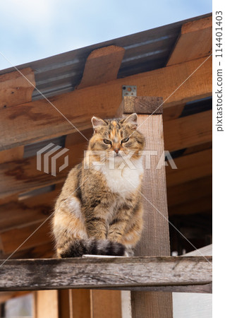 kitten cat gazes at camera and sits on roof. care and help homeless animals, abandoned pets. animal protection kitten cat gazes at camera and sits on roof. care and help homeless animals, abandoned pets. animal protection 114401403