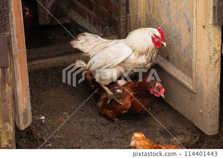 Rooster and chicken mating or copulating. white rooster tramples red hen. cock tramples laying hen, sex or copulation. Rooster and chicken mating or copulating. white rooster tramples red hen. cock tramples laying hen, sex or copulation. 114401443