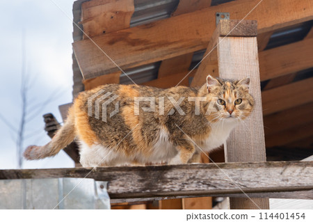 brown beige farm cat go on barn roof and looking at camera. cute kitten cat on walk outside 114401454