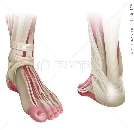 Foot Muscles Anatomy Medical Illustration 114401569