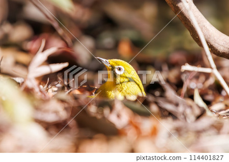 A cute Japanese white-eye (Philidae family). At Mitsuike Park, Tsurumi Ward, Yokohama City, Kanagawa Prefecture, Japan. Photographed in January 2024. 114401827