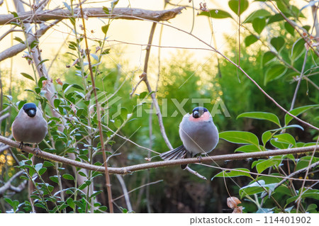一對可愛的紅腹灰雀（Arididae）。喝水前先梳理毛髮並伸展身體。日本千葉縣市川市大町公園 114401902