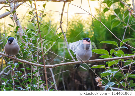 一對可愛的紅腹灰雀（Arididae）。喝水前先梳理毛髮並伸展身體。日本千葉縣市川市大町公園 114401903