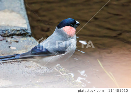 A cute little bush warbler (Finchidae) descends to a stream to drink water. At the Omachi Park Nature Observation Garden, Ichikawa City, Chiba Prefecture, Japan. 202 A cute little bush warbler (Finchidae) descends to a stream to drink water. At the Omachi Park Nature Observation Garden, Ichikawa City, Chiba Prefecture, Japan. 202 114401910