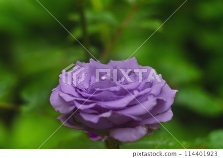 Close-Up View of a Dew-Covered Purple Rose in Bloom Against a Green Blurred Background 114401923