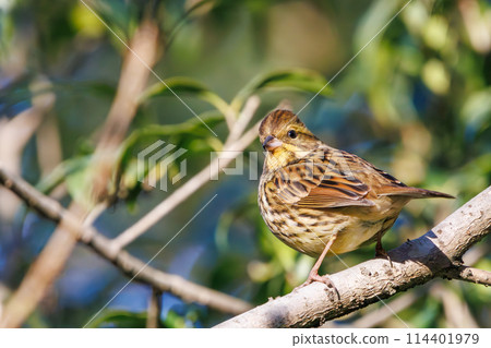 一隻可愛的藍尾藍鰭金槍魚（鹀科鹀）正在尋找食物。位於日本千葉縣市川市大町公園自然觀察園。拍攝於 2024 年 1 月 114401979