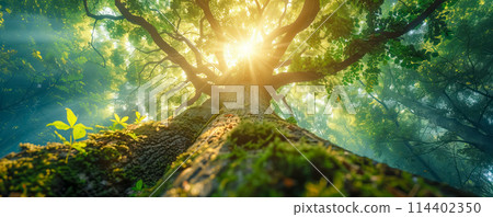 Panoramic background of beautiful old tree with lush green foliage in summer. 114402350
